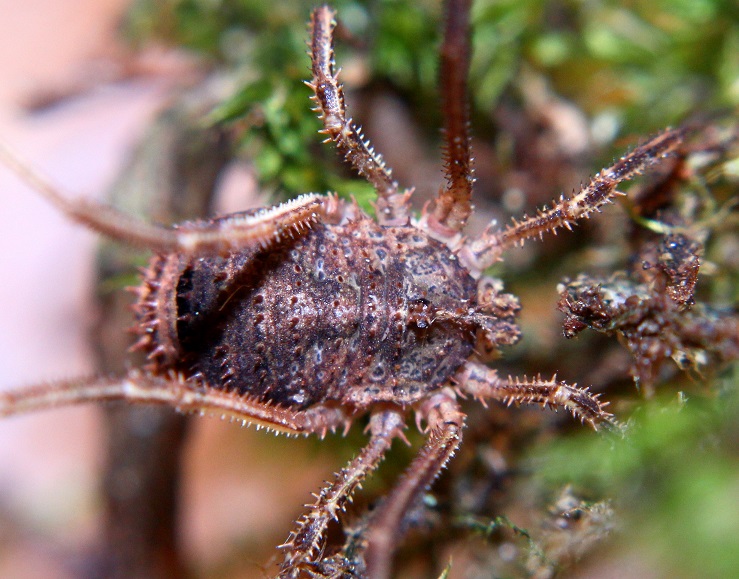 Lacinius horridus (Panzer, 1794)